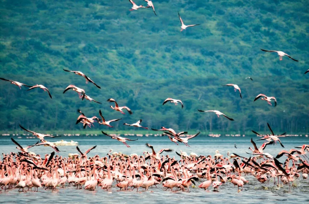 fLake Nakuru - lock of birds flying over the sea during daytime