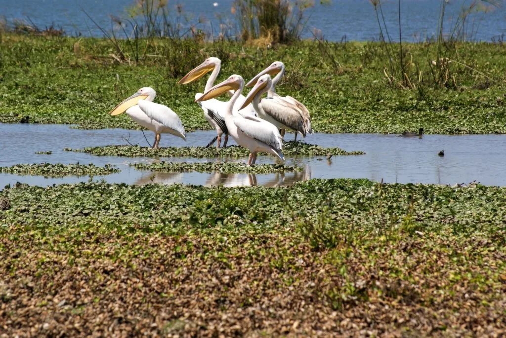 Lake Naivasha