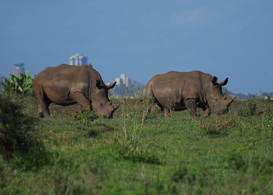 nairobi national park