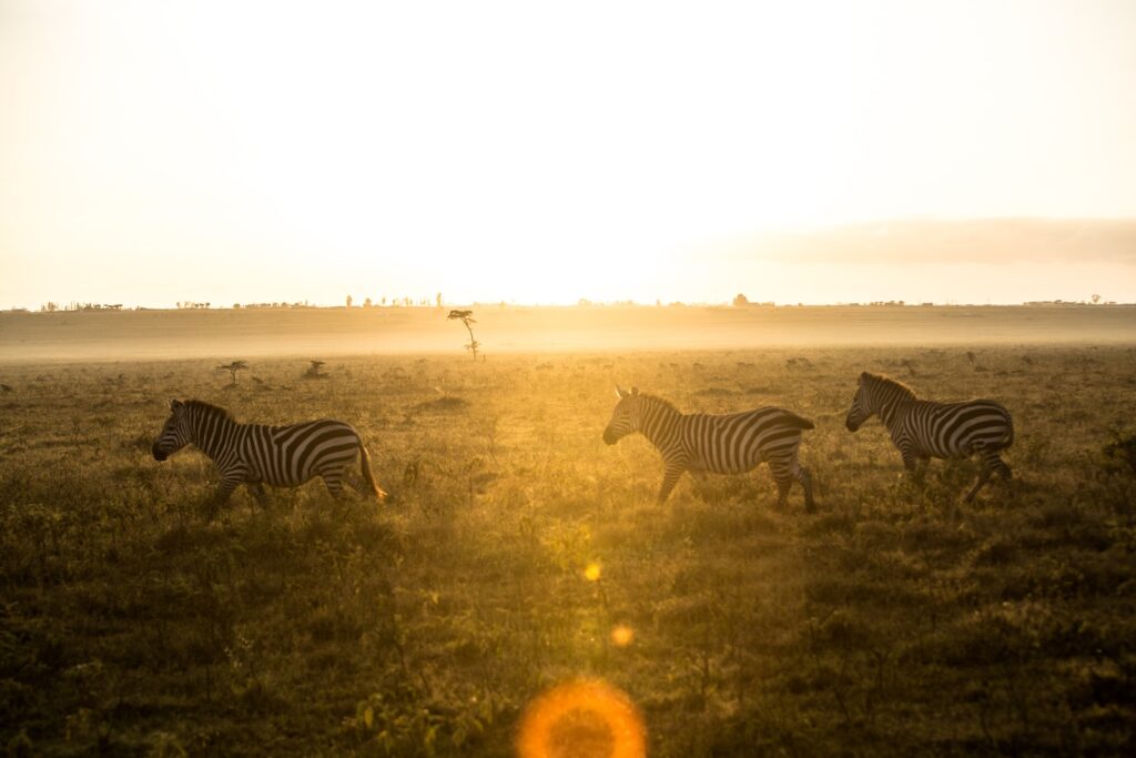 zebra standing - Lake Nakuru