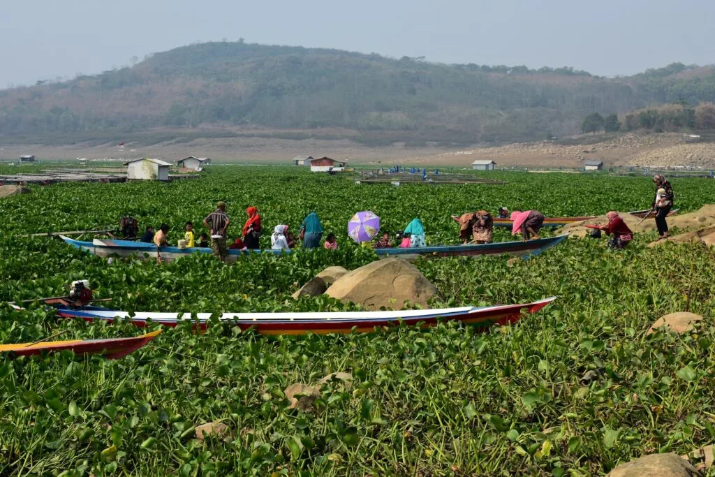 Lake Victoria - water hyacinth