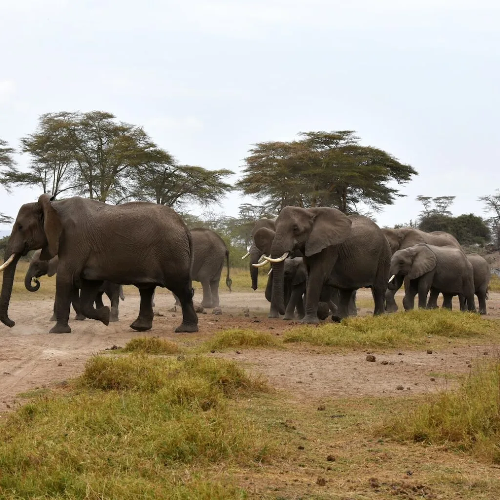 Mwaluganje Elephant Sanctuary