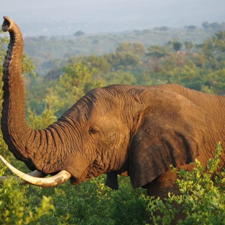 Mwaluganje Elephant Sanctuary