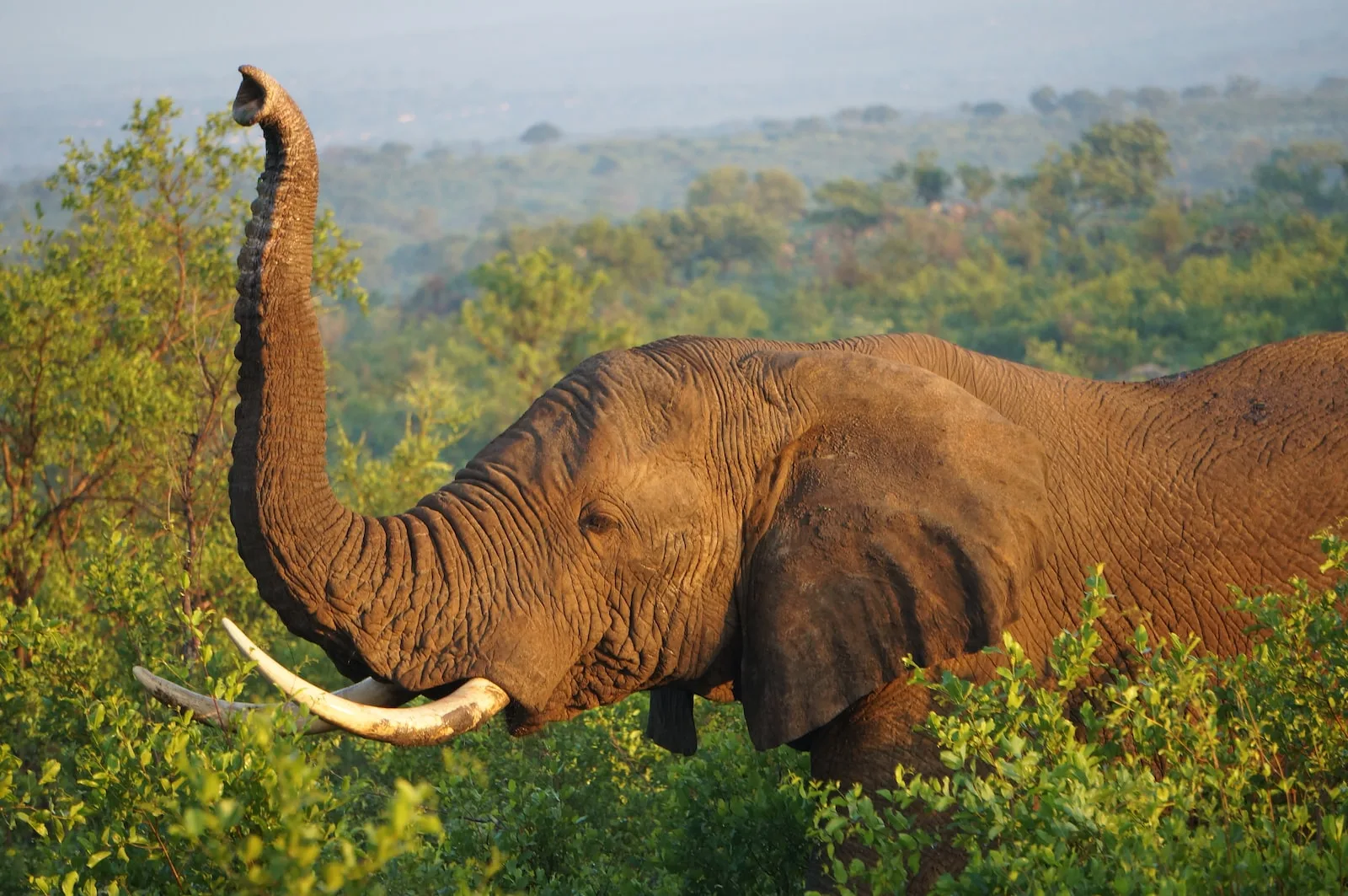Mwaluganje Elephant Sanctuary