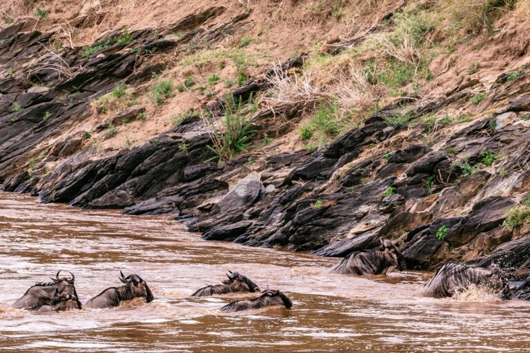 The Top Rivers in Kenya: Exploring the Country’s Most Important Rivers