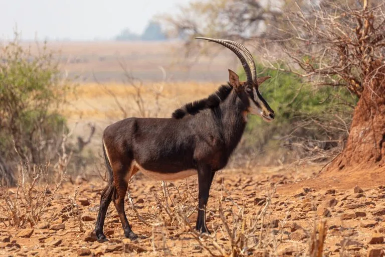 Shimba Hills National Reserve