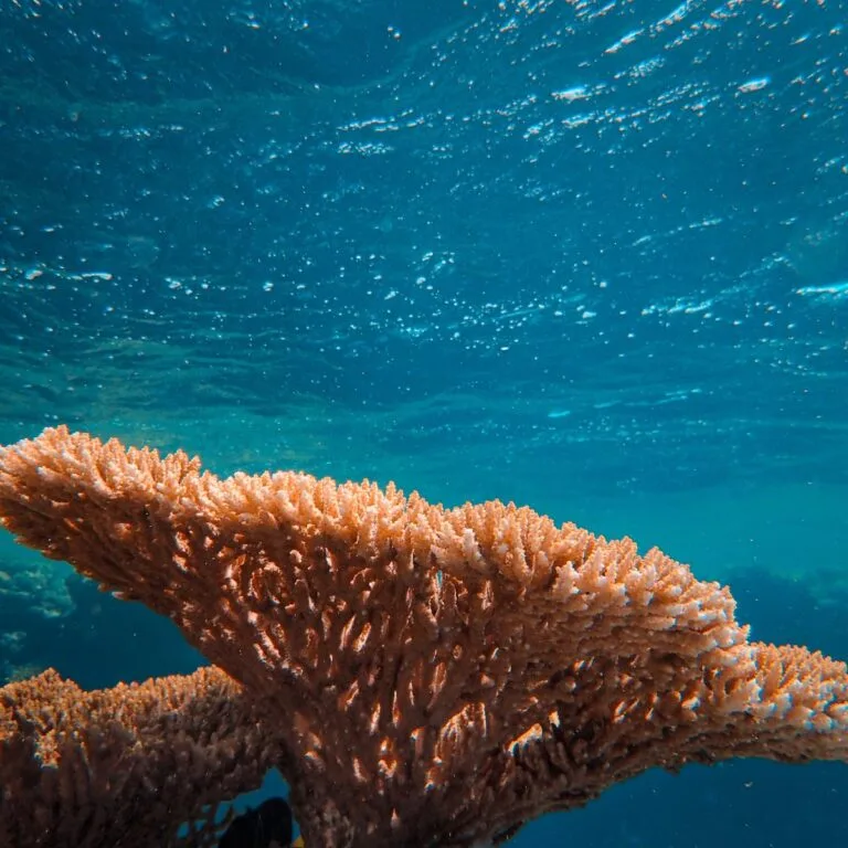Mombasa Marine National Park