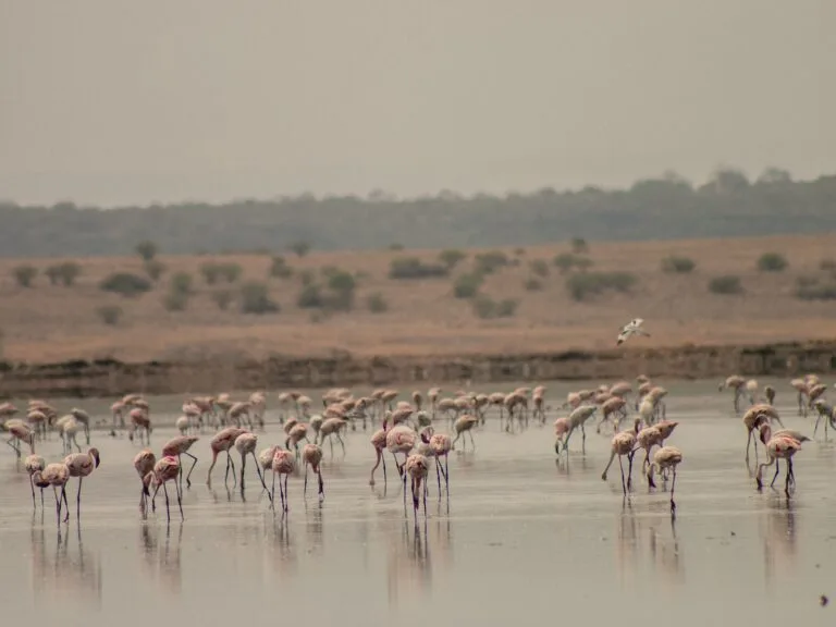 Lake Magadi
