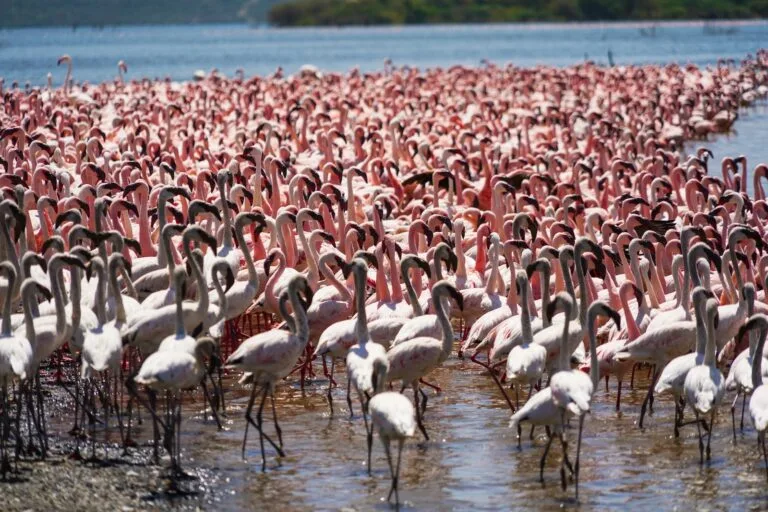 Lake Baringo - Flamingos