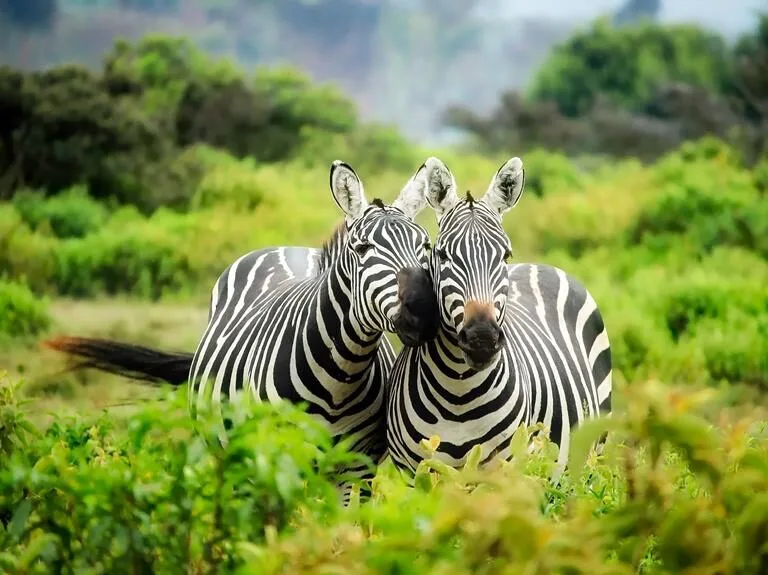 creative solutions for protecting kenya s environment