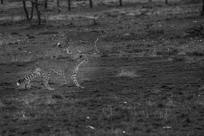 kenyan traditional practices conserve wildlife