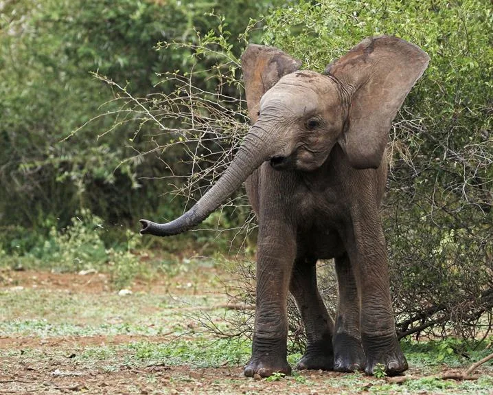 photography focused safaris in kenya s national parks