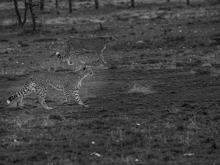 wildlife conservation struggles in kenya